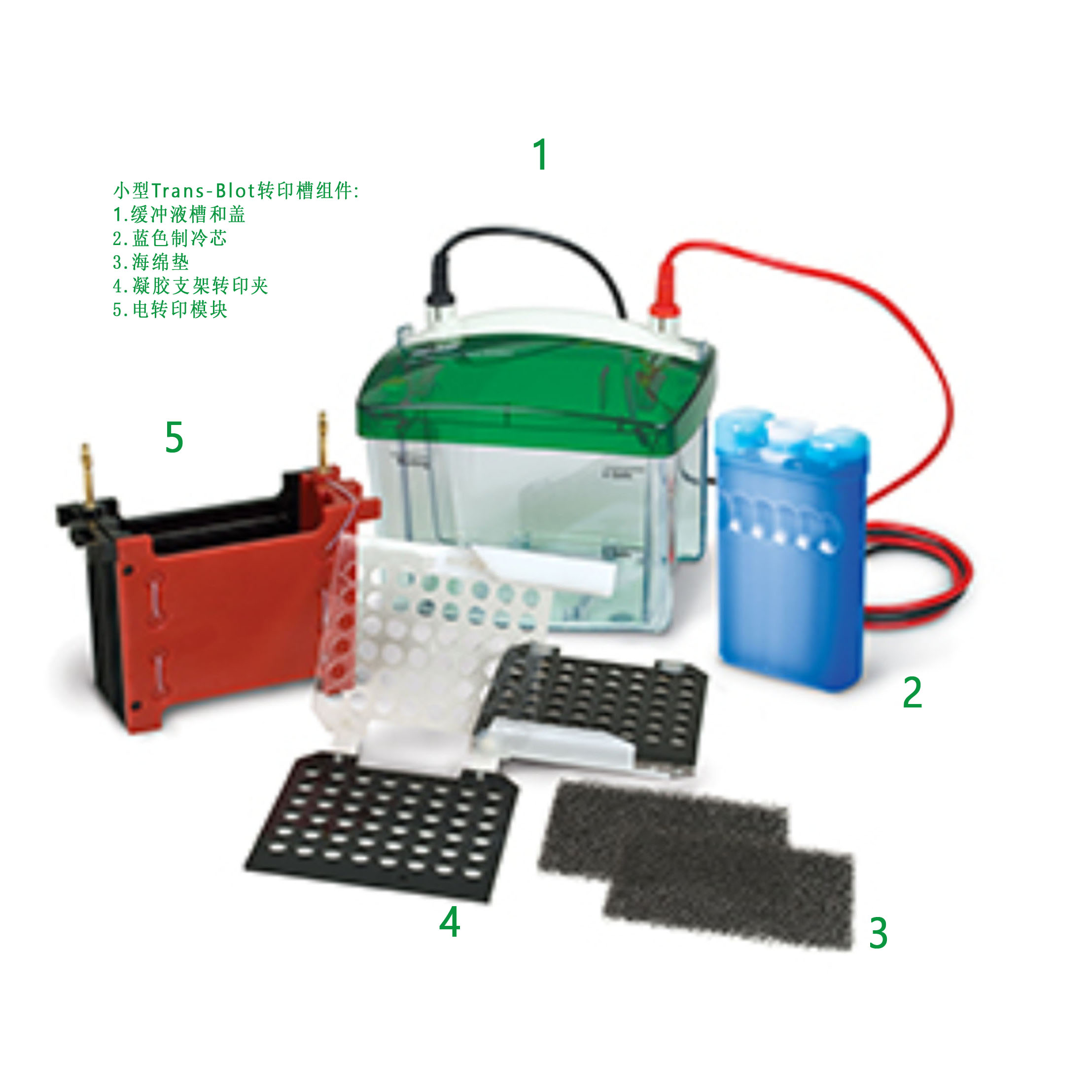 Mini Trans-Blot 电泳转移槽 Mini Trans-Blot Electrophoretic Transfer Cell