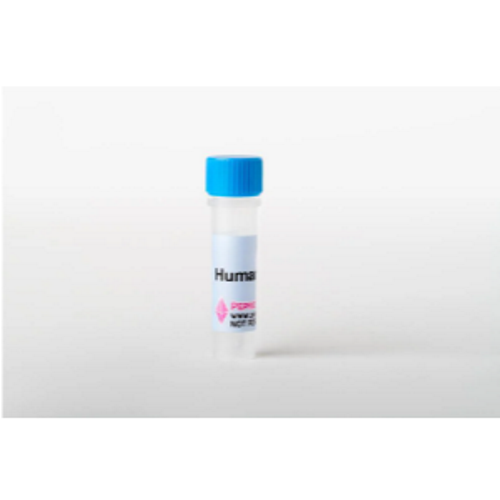 人IL-8（CXCL8）（77 a.a.）