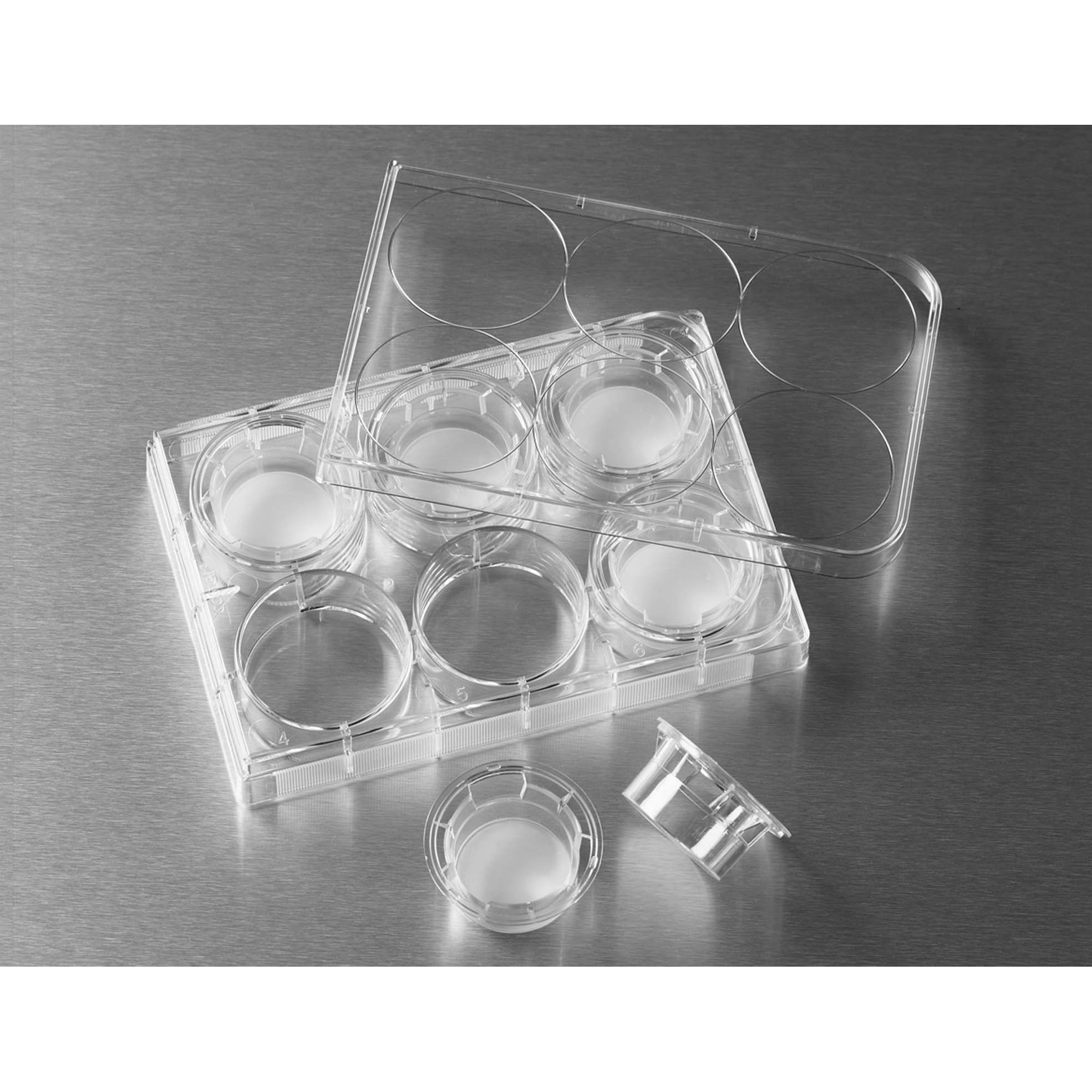 Transwell嵌套，含6孔板（PC膜，24mm，孔径3.0um) 24 mm Transwell® with 3.0 µm Pore Polycarbonate Membrane Insert, Sterile