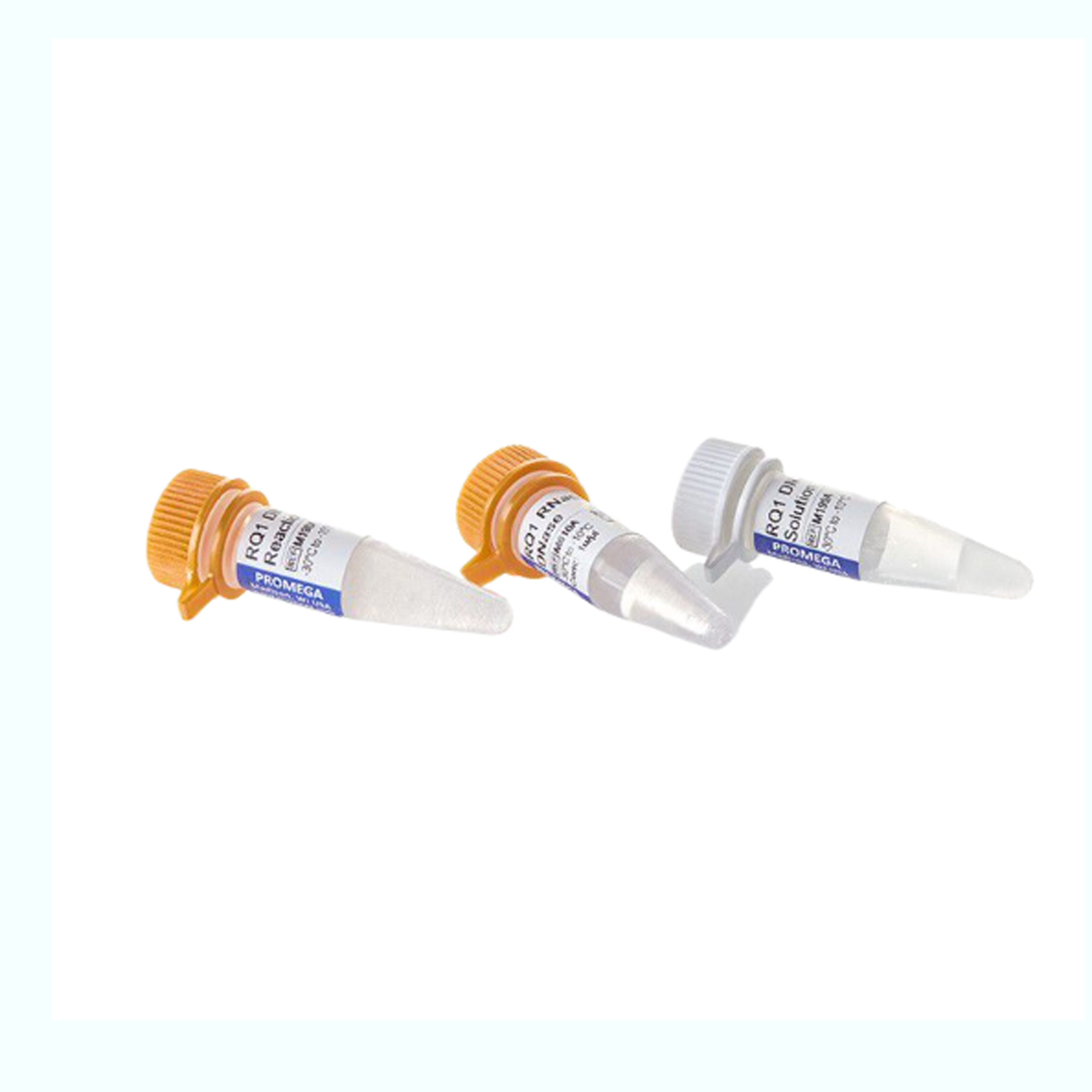 RQ1 无 RNase DNase