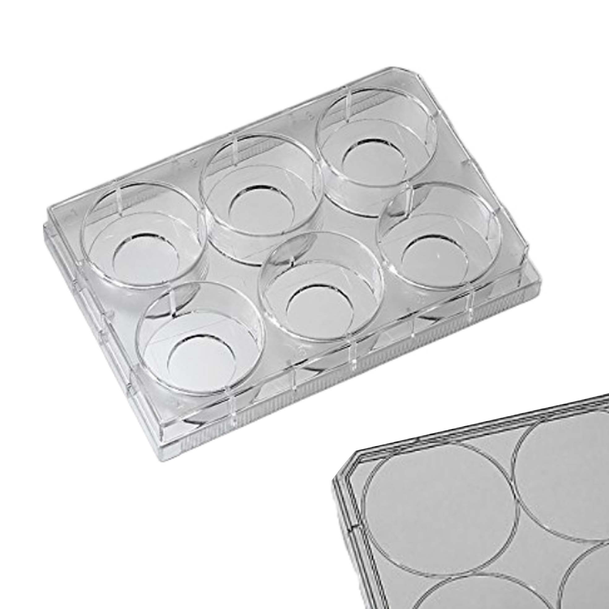 6孔小孔玻底培养板，10mm孔，1号玻片（玻片厚度0.13-0.16mm）