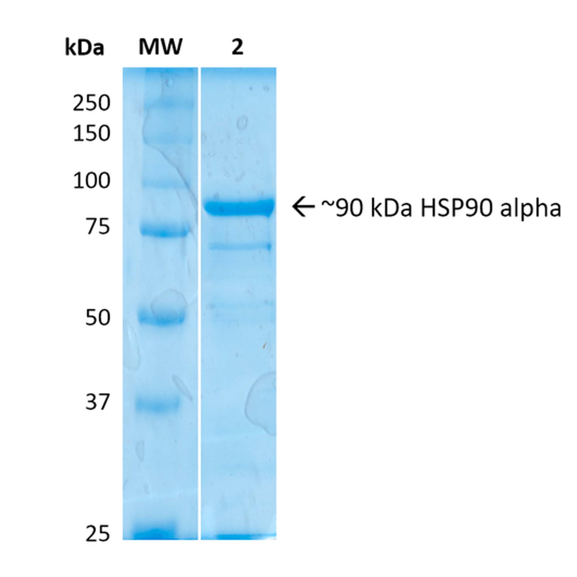 人重组HSP90 alpha蛋白
