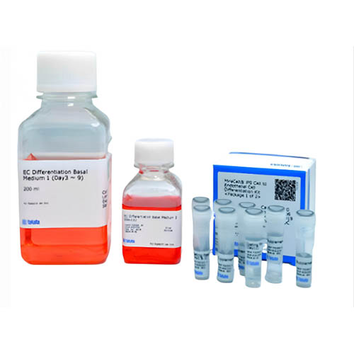 CellArtis 人神经后脑干细胞系试剂盒 Human Neural Hindbrain Stem Cell Line Kit